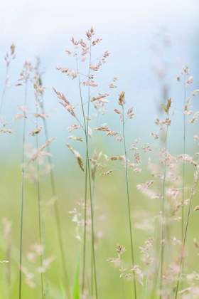 Picture of GUILLEMOT COVE GRASSES II