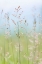 Picture of GUILLEMOT COVE GRASSES II