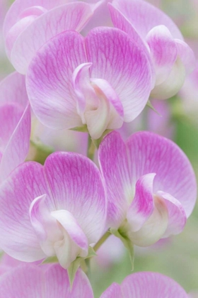 Picture of SWEET PEA BLOSSOMS I