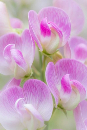 Picture of SWEET PEA BLOSSOMS II