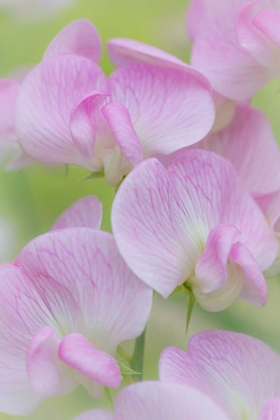 Picture of SWEET PEA BLOSSOMS III