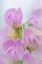 Picture of SWEET PEA BLOSSOMS IV