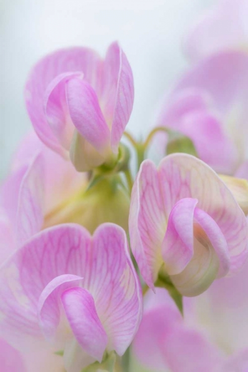 Picture of SWEET PEA BLOSSOMS IV