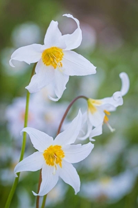 Picture of AVALANCHE LILY I