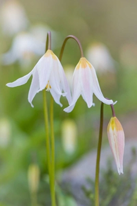 Picture of AVALANCHE LILY II