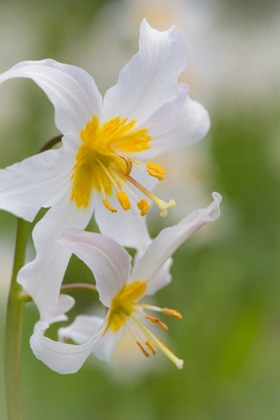 Picture of AVALANCHE LILY III