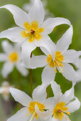 Picture of AVALANCHE LILY IV