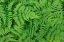 Picture of OAK FERN