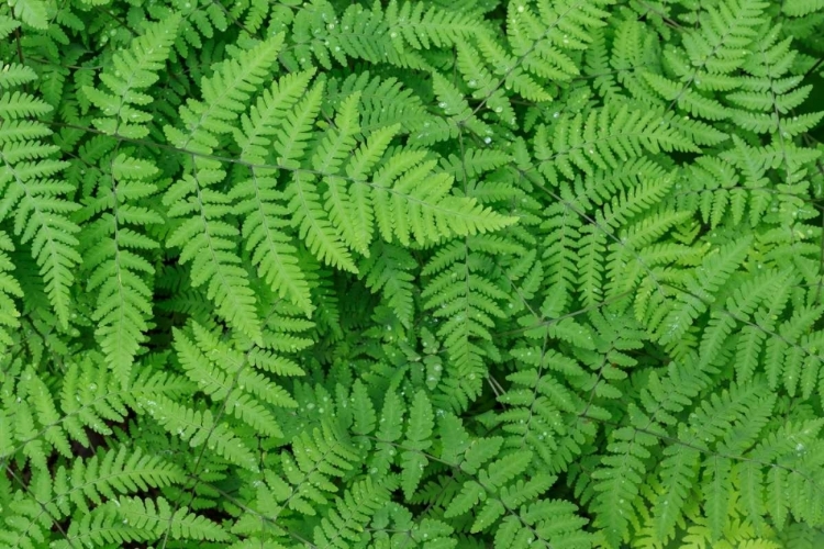 Picture of OAK FERN