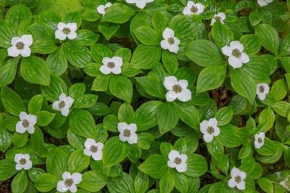 Picture of BUNCHBERRY
