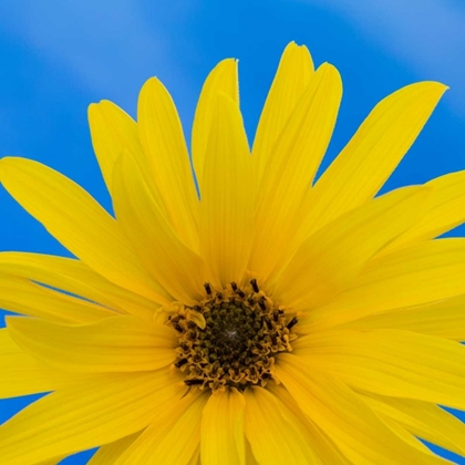 Picture of SUNFLOWER ON BLUE I