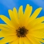 Picture of SUNFLOWER ON BLUE I
