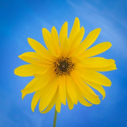 Picture of SUNFLOWER ON BLUE II