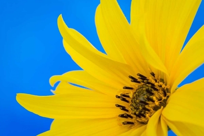 Picture of SUNFLOWER ON BLUE III