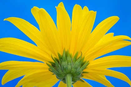 Picture of SUNFLOWER ON BLUE IV