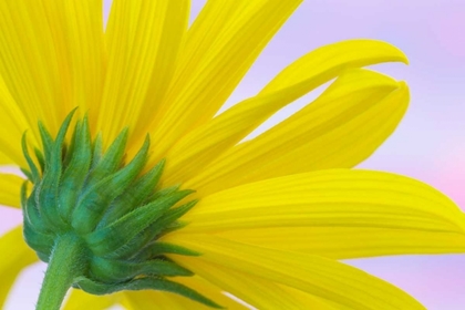 Picture of SUNFLOWER MACRO I