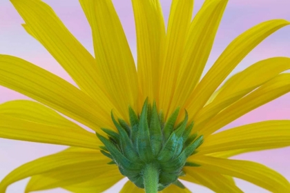 Picture of SUNFLOWER MACRO II