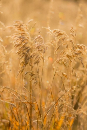 Picture of AUTUMN GRASSES I