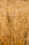 Picture of AUTUMN GRASSES I