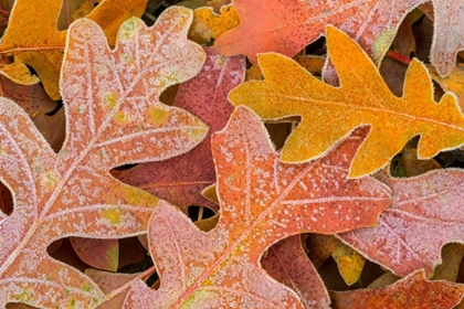 Picture of FROSTY LEAVES I