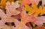 Picture of FROSTY LEAVES I