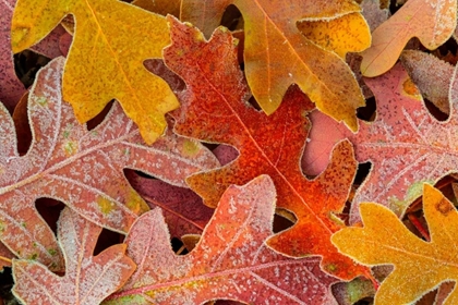 Picture of FROSTY LEAVES II