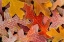 Picture of FROSTY LEAVES II