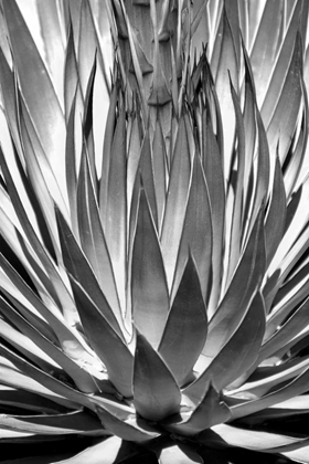 Picture of AGAVE FINALE BW