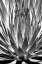 Picture of AGAVE FINALE BW
