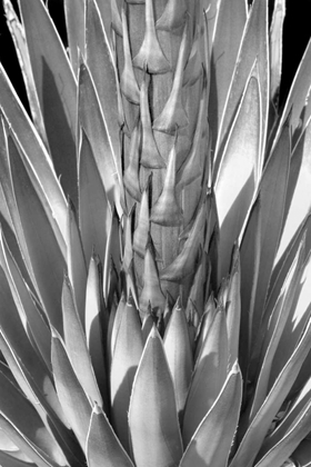 Picture of FLOWERING AGAVE BW