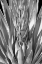Picture of FLOWERING AGAVE BW