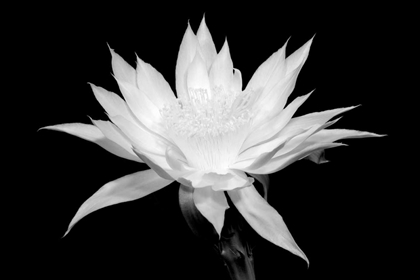 Picture of CEREUS BW