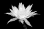 Picture of CEREUS BW