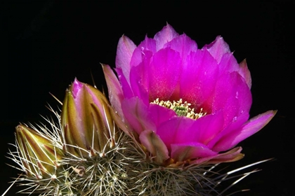 Picture of HEDGEHOG FLOWERS I