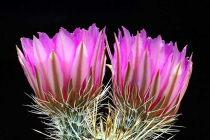 Picture of HEDGEHOG FLOWERS II