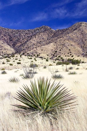 Picture of DESERT GRASSLANDS I