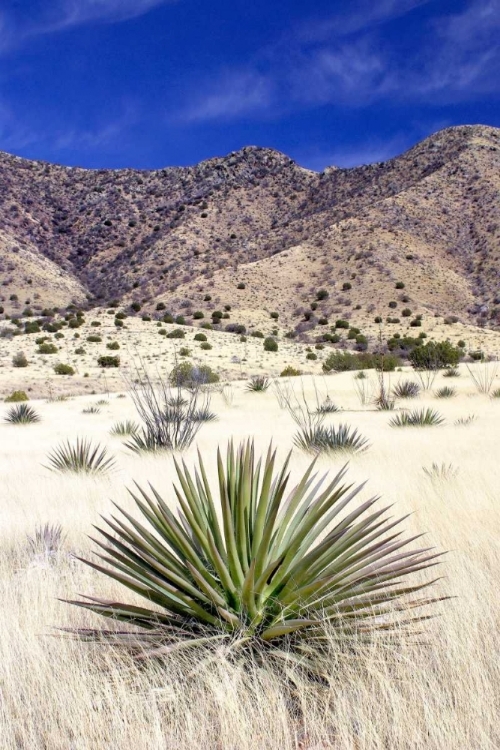 Picture of DESERT GRASSLANDS I