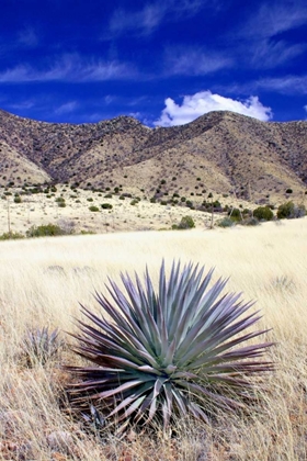 Picture of DESERT GRASSLANDS II