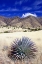 Picture of DESERT GRASSLANDS II