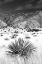 Picture of DESERT GRASSLANDS I BW