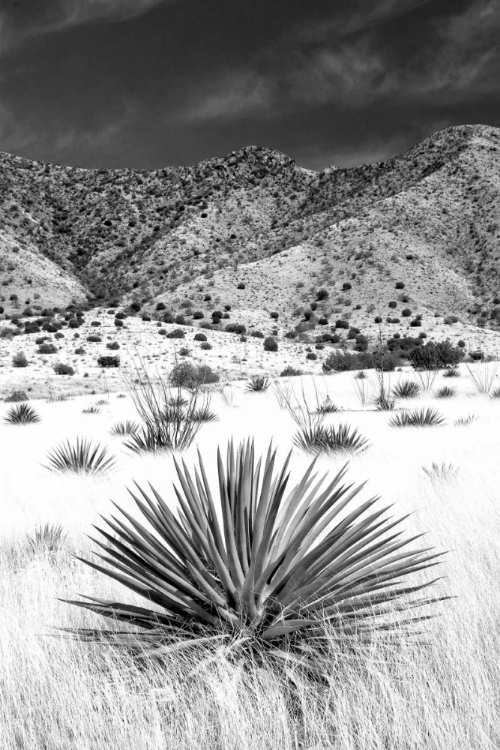 Picture of DESERT GRASSLANDS I BW