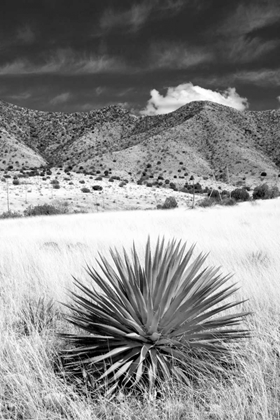 Picture of DESERT GRASSLANDS II BW