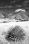 Picture of DESERT GRASSLANDS II BW