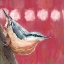 Picture of HOPE NUTHATCH