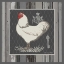 Picture of WHITE ROOSTER
