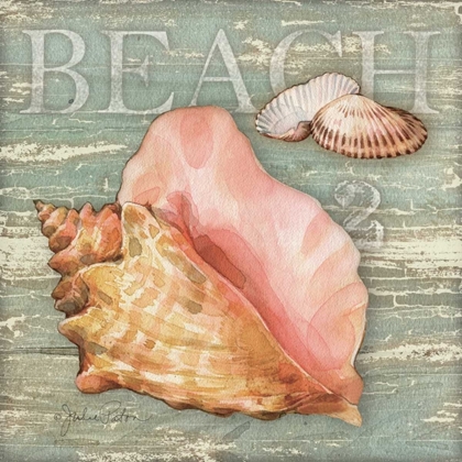 Picture of BEACH SHELLS CONCH