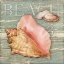 Picture of BEACH SHELLS CONCH