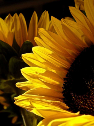 Picture of SUNLIT SUNFLOWERS I