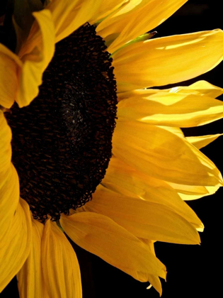 Picture of SUNLIT SUNFLOWERS II