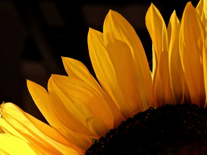 Picture of SUNLIT SUNFLOWERS III